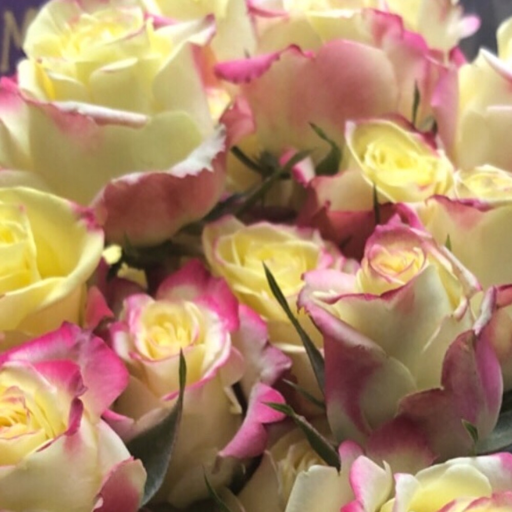 Meet your Posher, Samantha